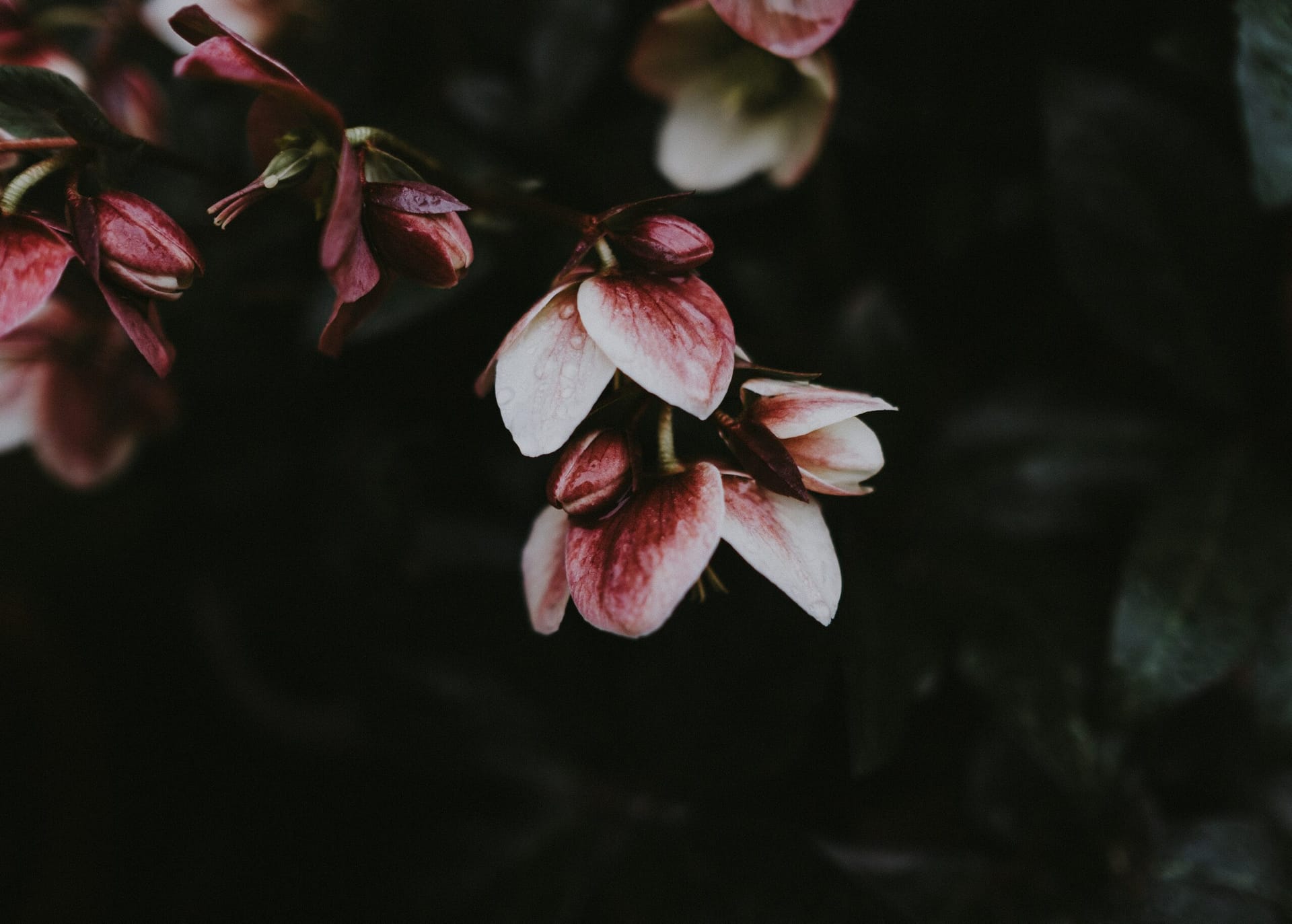 A dark and moody photo of flowers