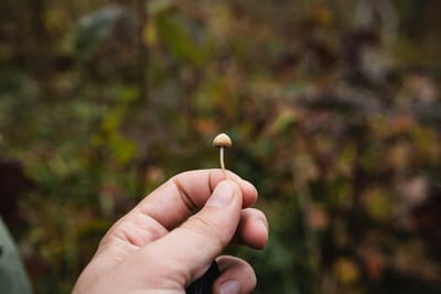 Some Tips for Microdosing Psilocybin Mushrooms