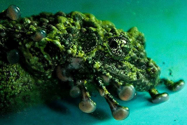 a mossy frog