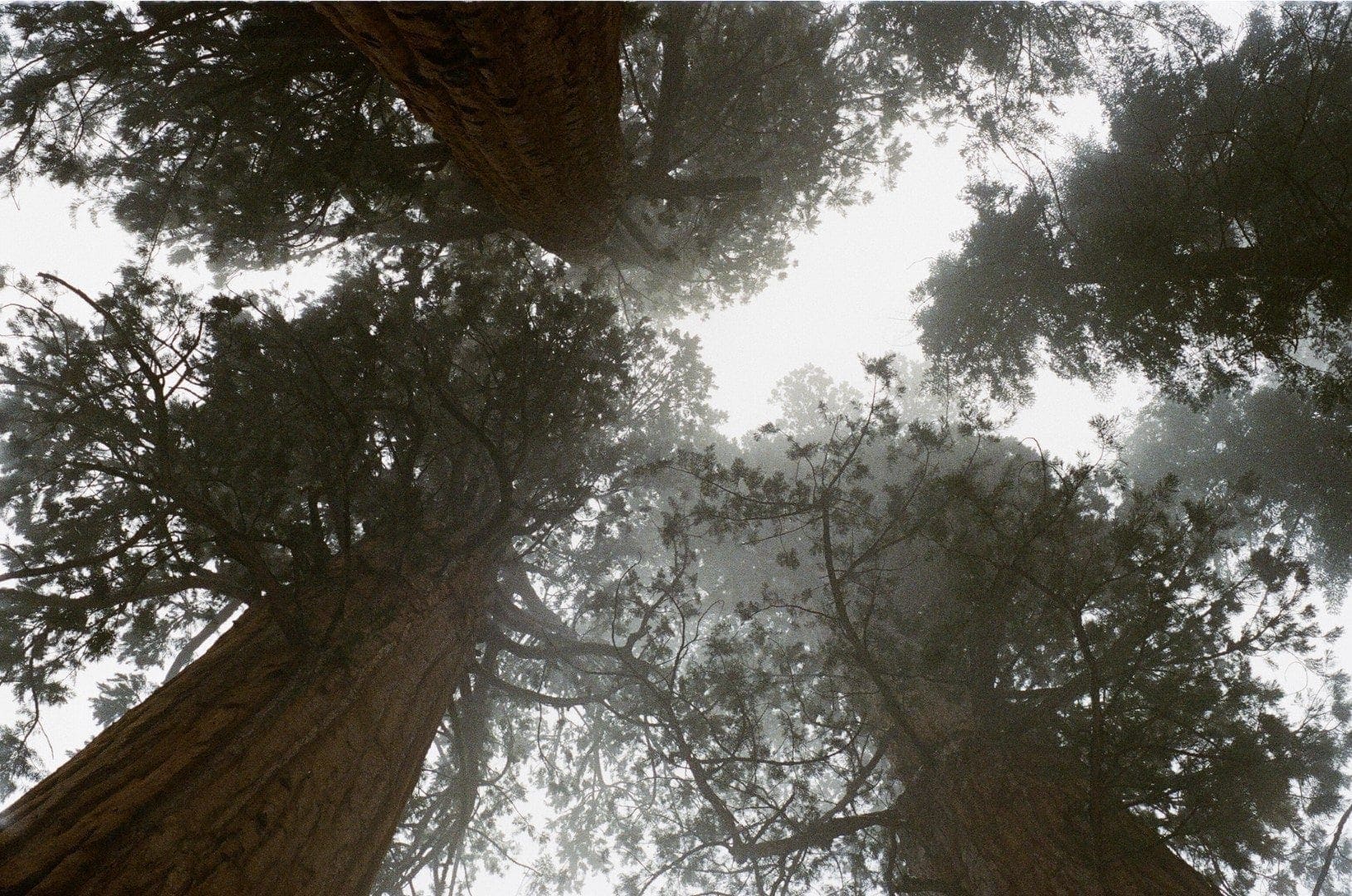 Looking Up at Trees by Jay Mantri